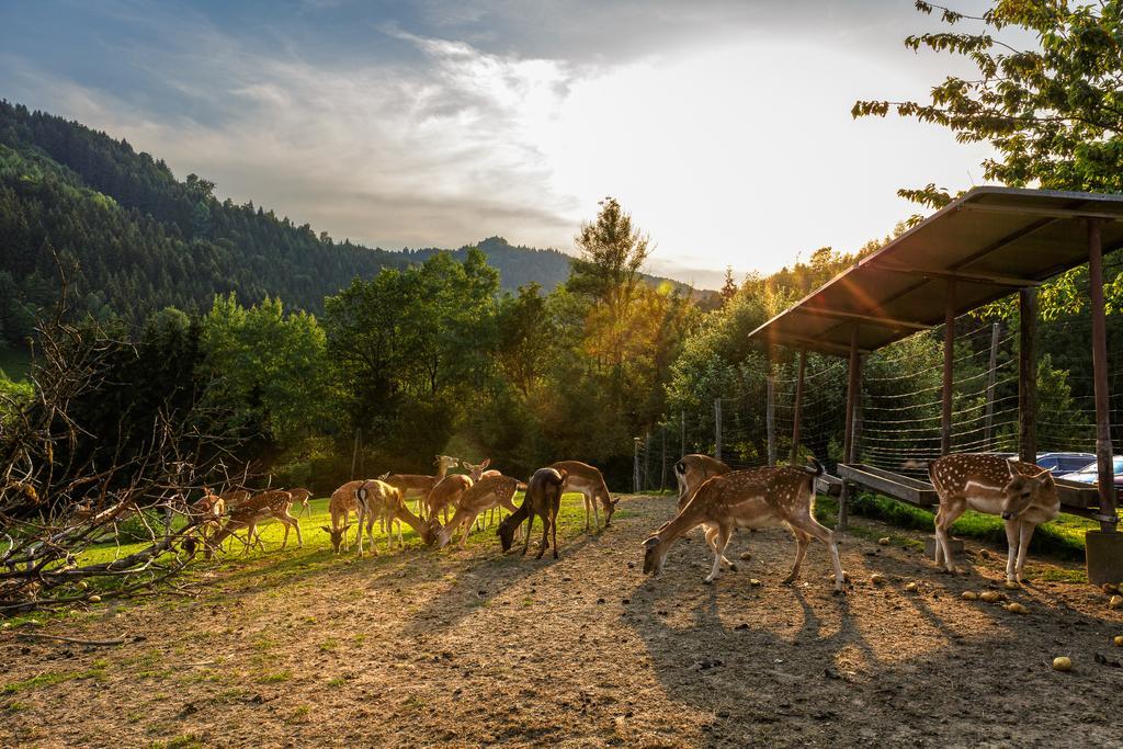 Gasthof-Pension Silvia Haibach ob der Donau Екстериор снимка